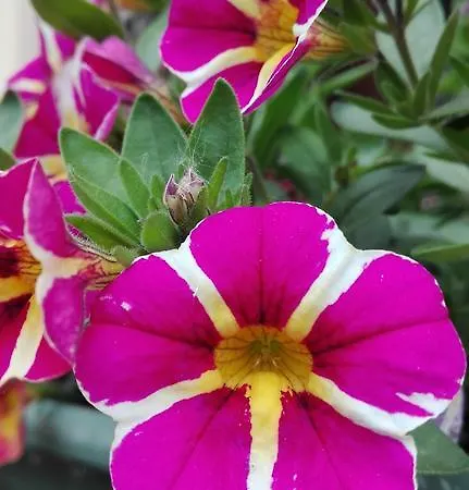 Hotell Scalabrini 3*